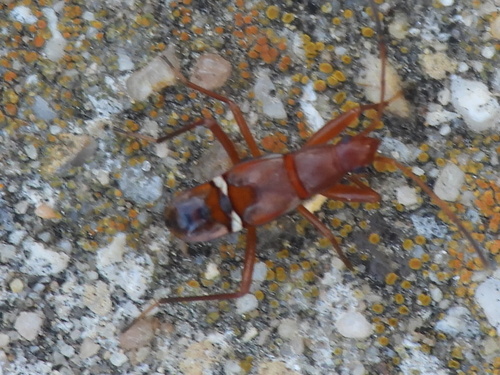 Martian Seed Bug