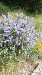 Ceanothus integerrimus macrothyrsus
