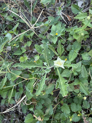 Edwards plateau five-eyes