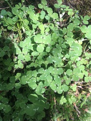 Trifolium microdon