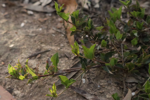 Podolobium procumbens observed 2026-10-19