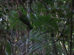 Ailuroedus maculosus