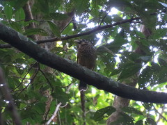 Ailuroedus maculosus