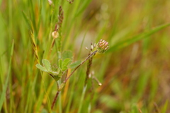 Trifolium microdon