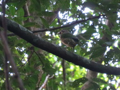 Ailuroedus maculosus