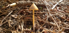 Entoloma holoconiotum