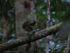 Ailuroedus maculosus