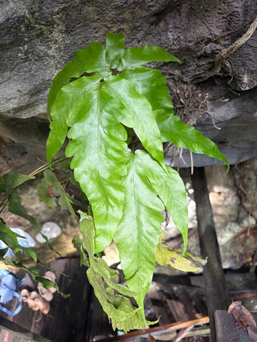 Tectaria heracleifolia, 2026-10-18