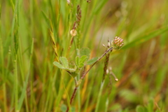Trifolium microdon