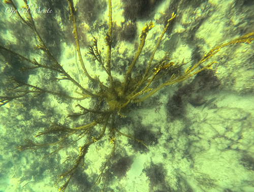 Millepora observed 2026-10-19
