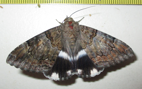 Banded Achaea