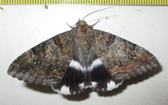 Achaea catella
