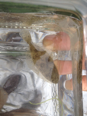 Paralichthys californicus