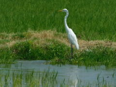 Ardea alba