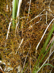 Triquetrella papillata