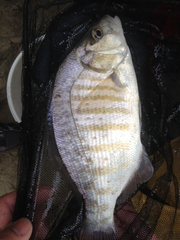 Amphistichus argenteus