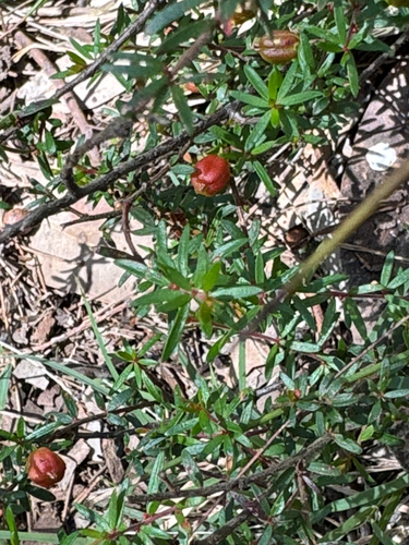 Micrantheum ericoides observed 2026-10-20