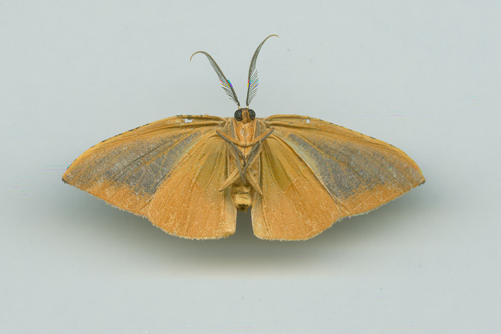Celenna festivaria