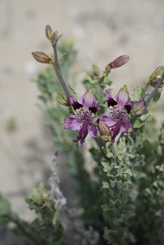 Alstroemeria werdermannii (Alstroemeria werdermannii)