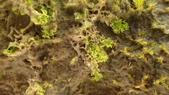 Fossombronia longiseta