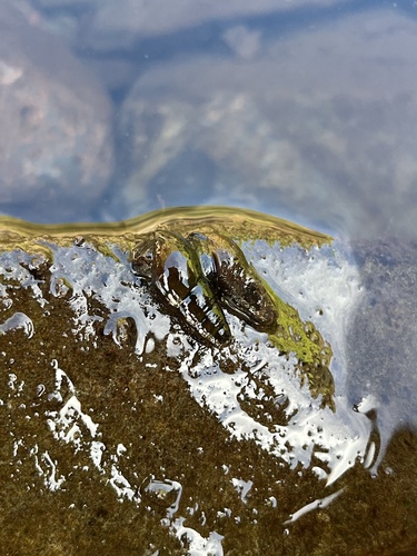 Juga plicifera observed 2026-10-19