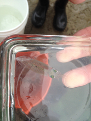 Doryteuthis opalescens