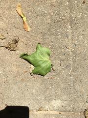 Platanus × hispanica