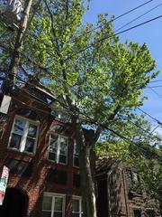 Platanus × hispanica