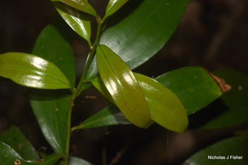 Cryptocarya laevigata observed 2026-10-14