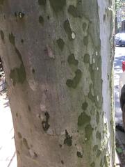 Platanus × hispanica