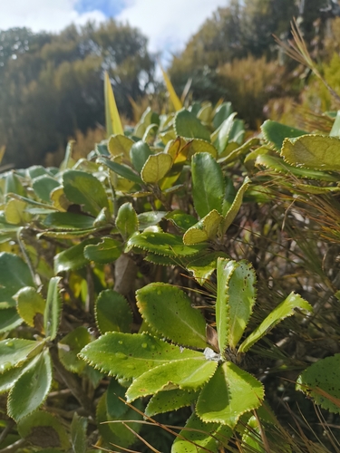 Macrolearia colensoi observed 2026-10-20
