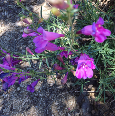 Penstemon