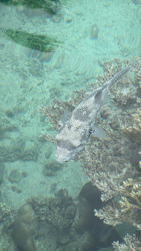 Arothron stellatus observed 2026-10-19