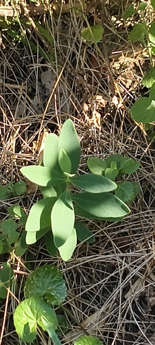 Wikstroemia indica observed 2026-10-20