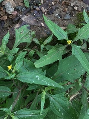 Sigesbeckia australiensis