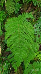 Dryopteris peranema