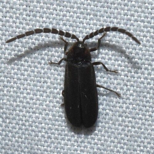 Dotted Firefly