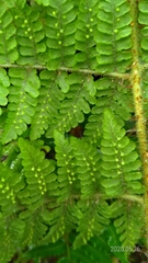 Dryopteris peranema