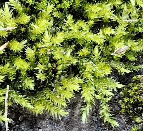 Rhynchostegium serrulatum observed 2026-10-19