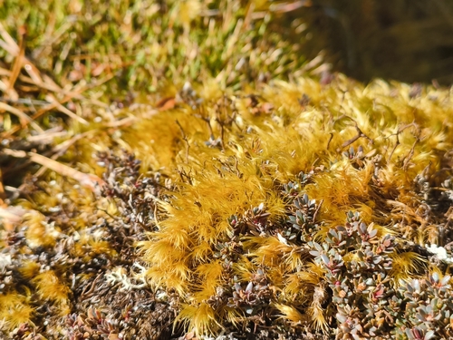 Dicranoloma observed 2026-10-20