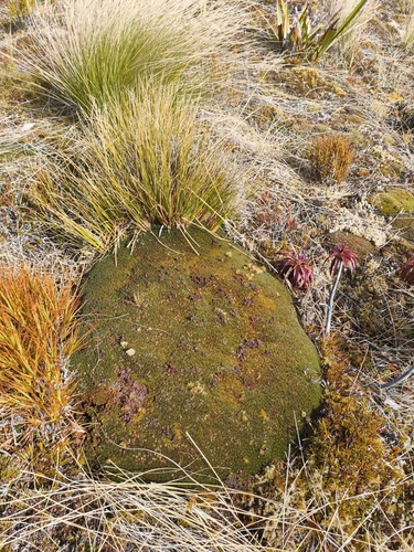 Donatia novae-zelandiae observed 2026-10-20