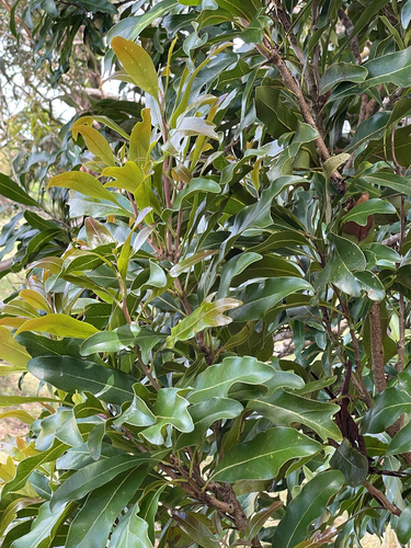 Stenocarpus observed 2026-10-18