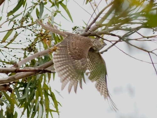 Accipiter cirrocephalus observed 2026-10-20