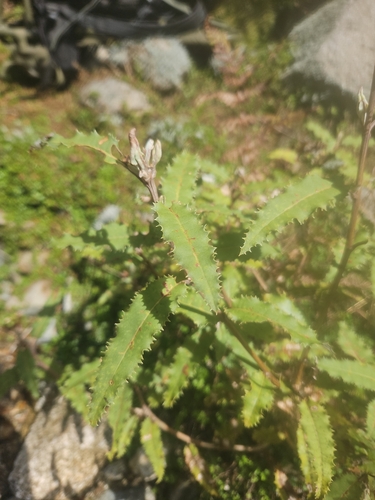 Olearia ilicifolia observed 2026-10-20