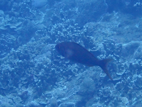 Aphareus furca observed 2026-10-12