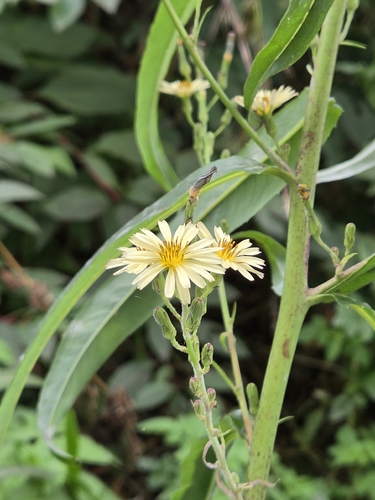 Lactuca indica observed 2026-10-20