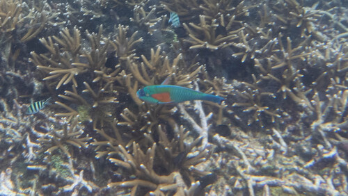 Chlorurus bowersi observed 2026-09-19