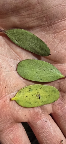 Alepis flavida observed 2026-10-19