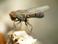 Gymnomyzinae