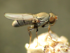 Gymnomyzinae